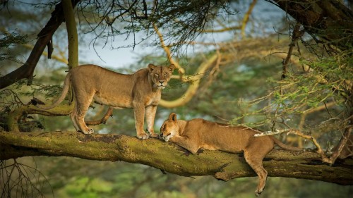 纳库鲁湖周围森林中的两只母狮子，肯尼亚    (© Scott Davis/Tandem Stills   Motion)