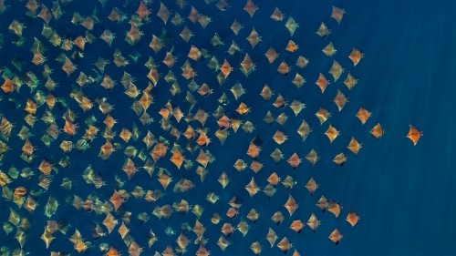 大群的芒基蝠鲼跃出水面，墨西哥加利福尼亚湾 (© Mark Carwardine/Minden Pictures)