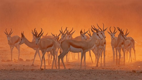 埃托沙国家公园内一处水坑附近的跳羚，纳米比亚 (© Charlie Summers/Minden Pictures)