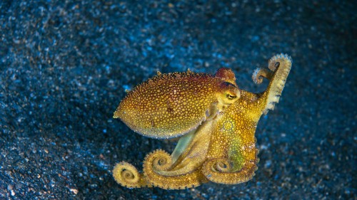 莫托提两鳍蛸，蓝碧海峡，印度尼西亚 (© Howard Chew/Alamy Stock Photo)